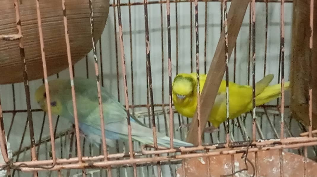 AUSTRALIAN parrats breeder pair ,with cage 0