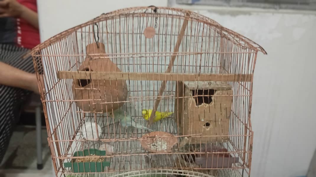 AUSTRALIAN parrats breeder pair ,with cage 1