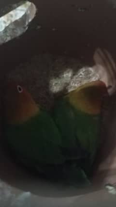 Fisher love birds breeder pair