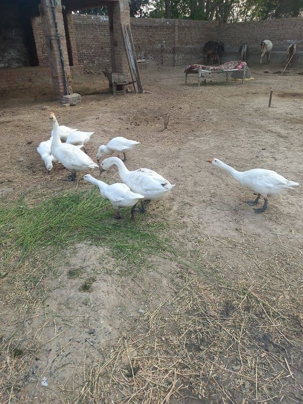 Long Neck Duck Pair 0