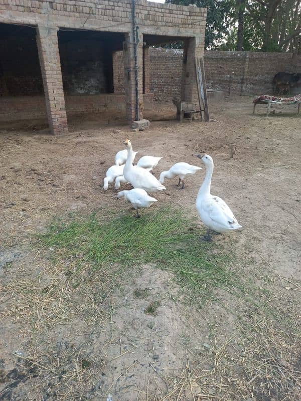 Long Neck Duck Pair 1