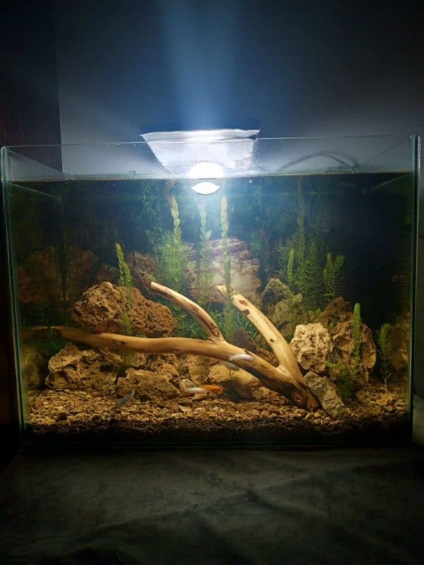 planted fish aquarium read add 0