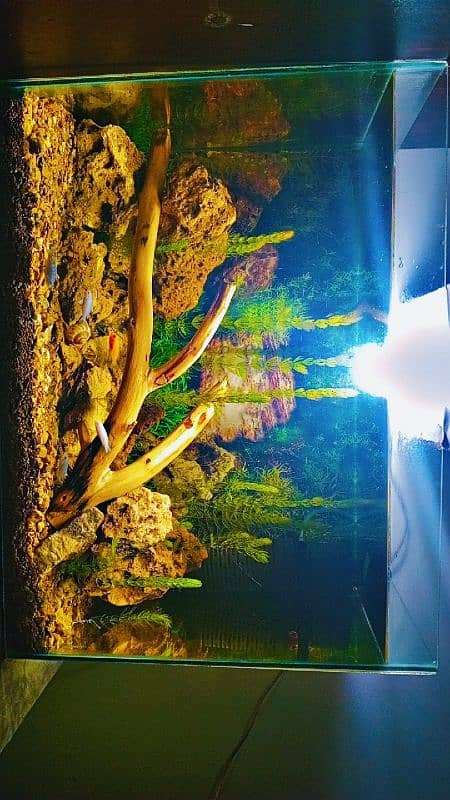 planted fish aquarium read add 1