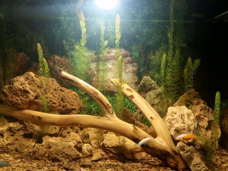 planted fish aquarium read add 2