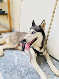 Husky
