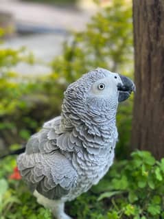 African grey tame parrot