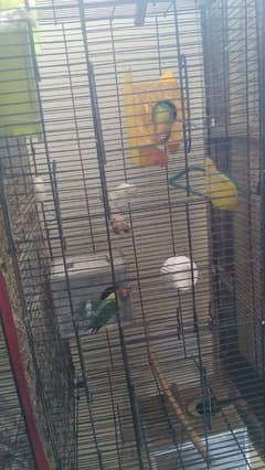 cages