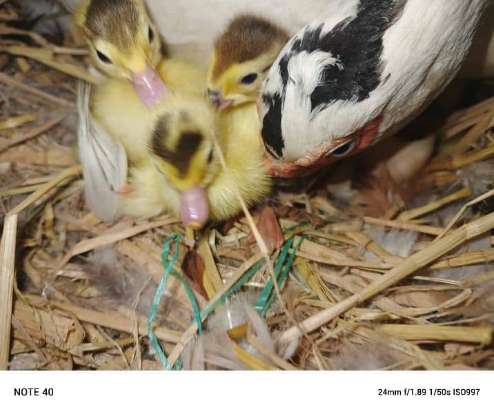 Pied Muscovy Ducklings (baby), Fertile Eggs  , Exchange also possible 0
