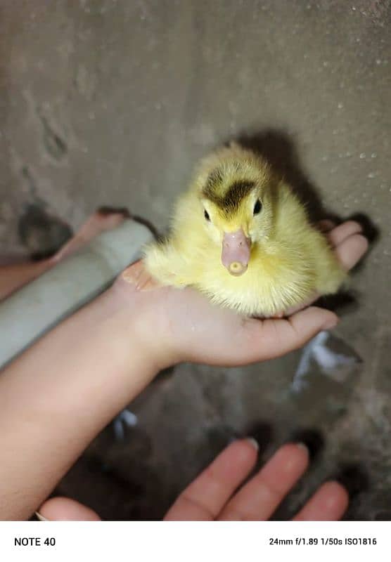 Pied Muscovy Ducklings (baby), Fertile Eggs  , Exchange also possible 1