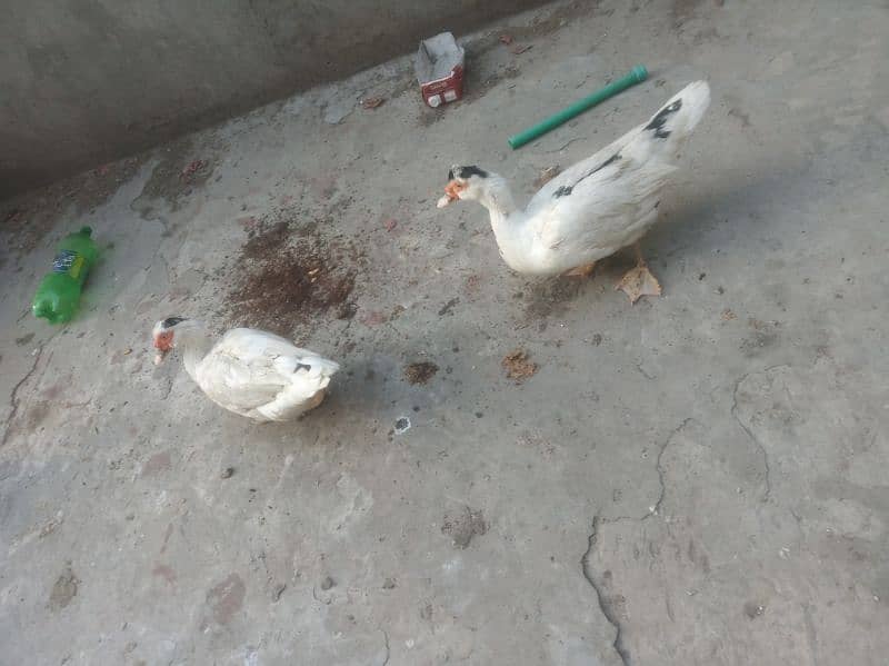 Pied Muscovy Ducklings (baby), Fertile Eggs  , Exchange also possible 3