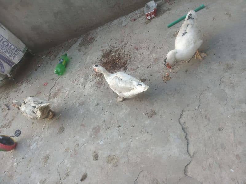 Pied Muscovy Ducklings (baby), Fertile Eggs  , Exchange also possible 4