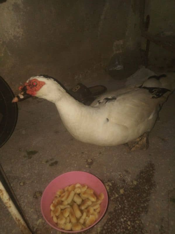 Pied Muscovy Ducklings (baby), Fertile Eggs  , Exchange also possible 5