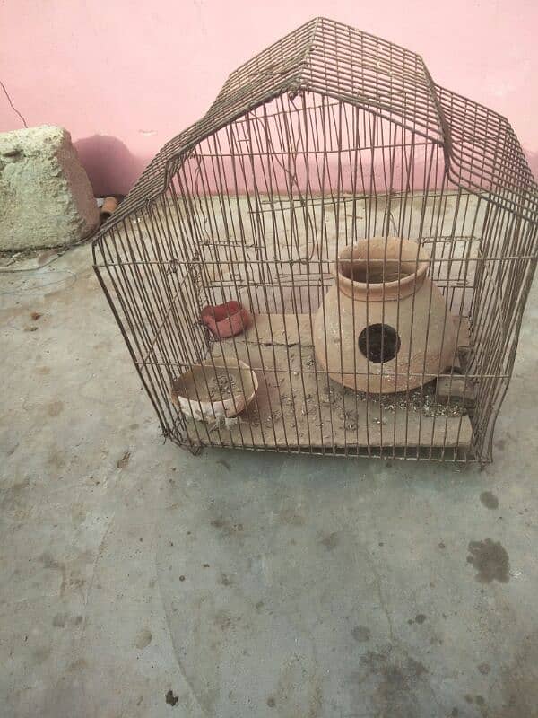 Pigeon nar 0