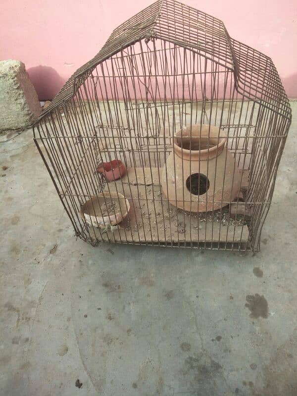 Pigeon nar 1