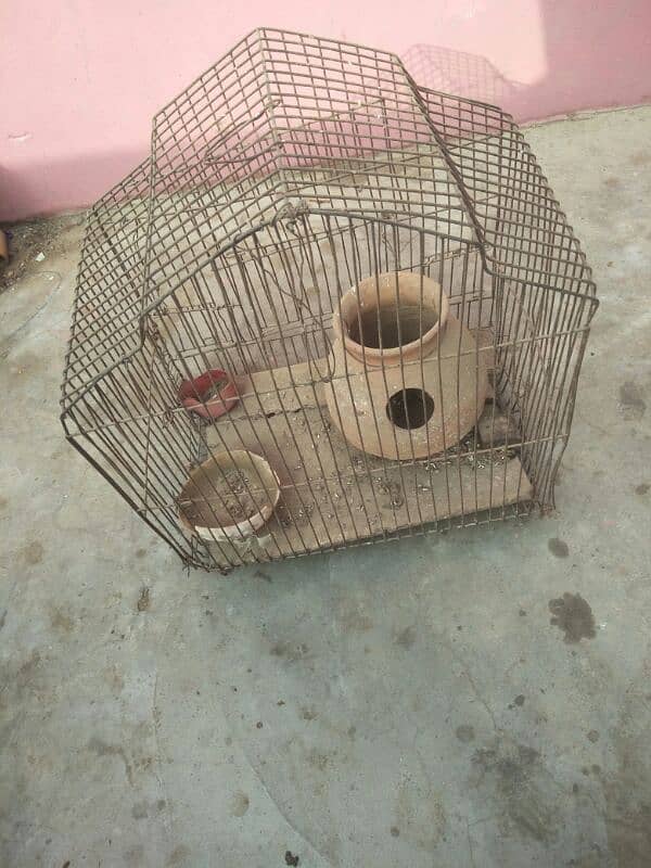 Pigeon nar 2