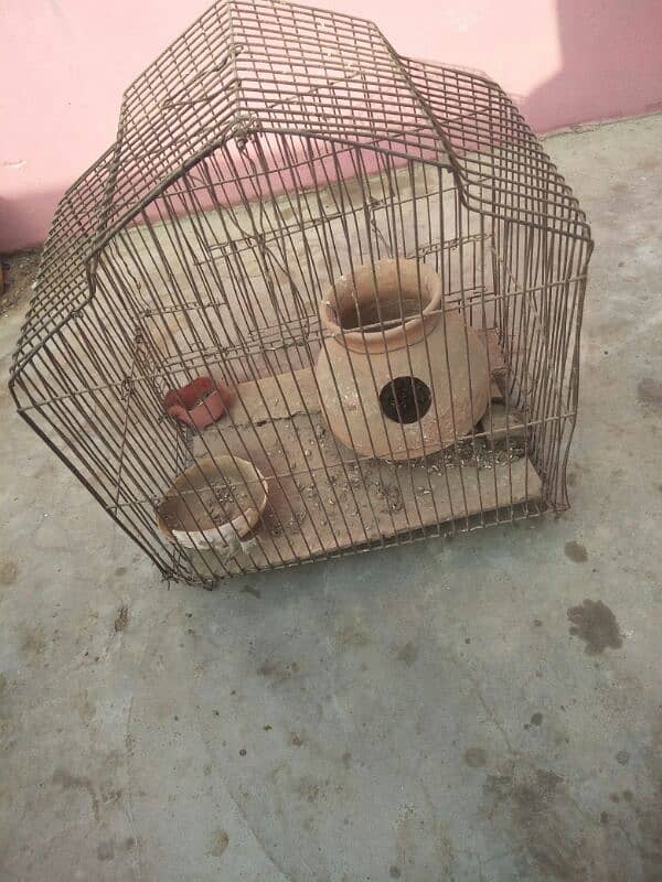 Pigeon nar 4