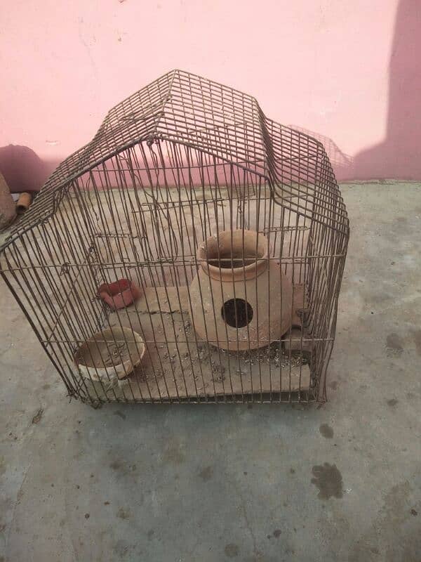 Pigeon nar 5