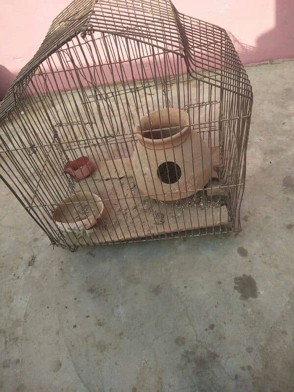 Pigeon nar 6
