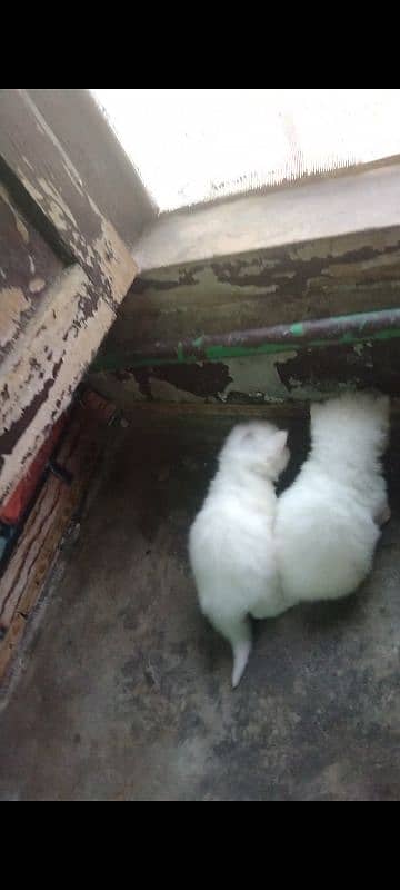 pershian cat baby available 0