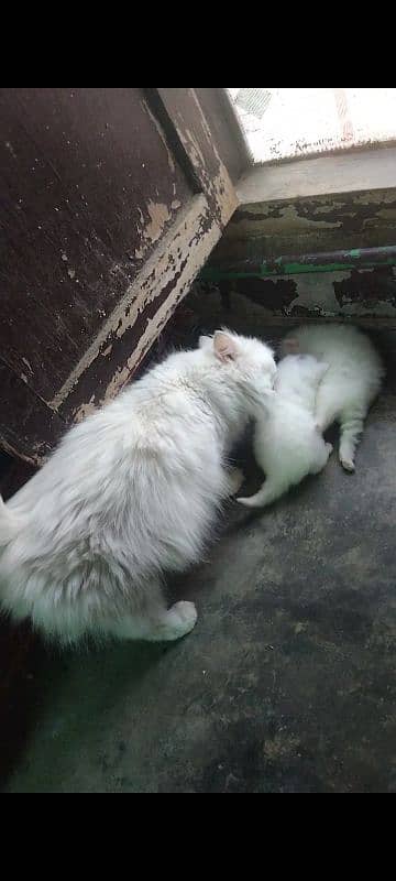 pershian cat baby available 1