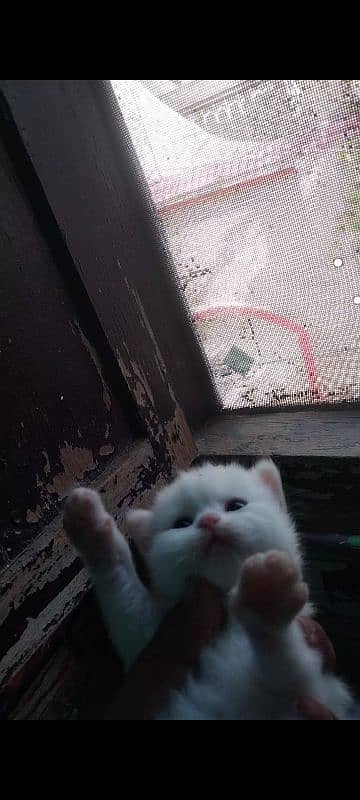 pershian cat baby available 2