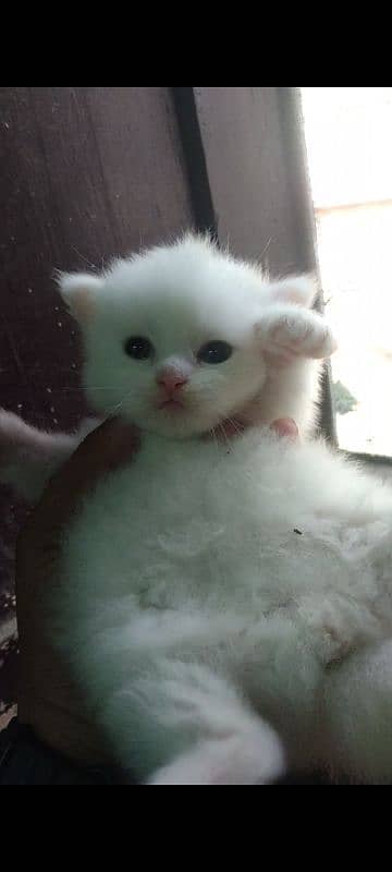 pershian cat baby available 4