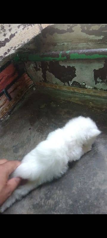 pershian cat baby available 5