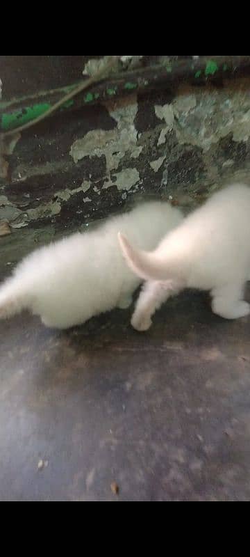 pershian cat baby available 6