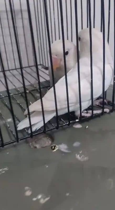 Albino Blackeyes Split Redeyes Pair 0