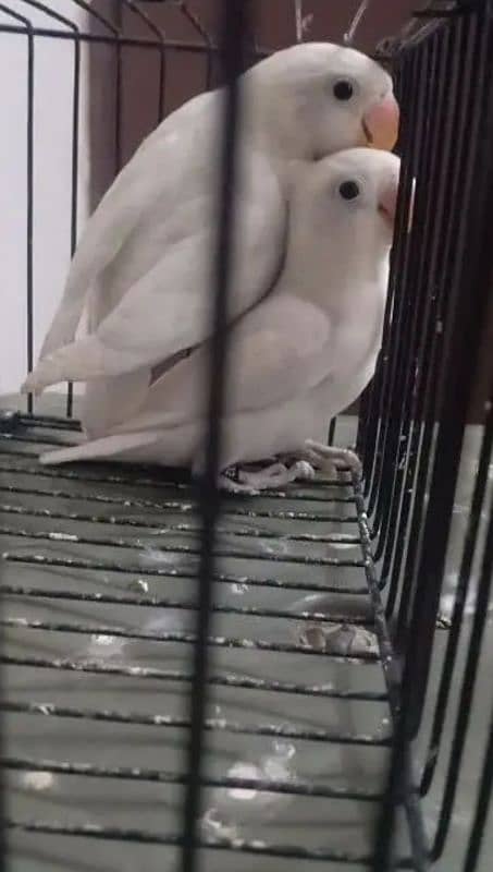 Albino Blackeyes Split Redeyes Pair 3