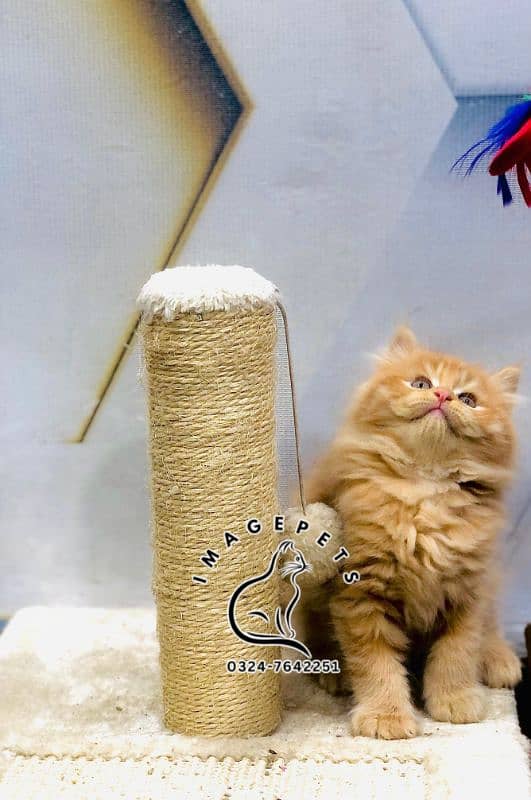 Persian Punch face triple coat cat Kitten 4