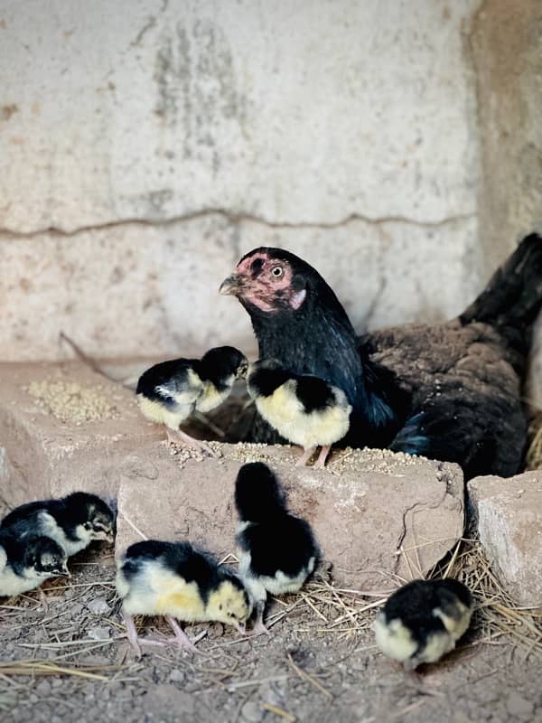 Aseel lasani pure bloodline chicks 0