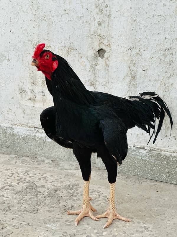 Aseel lasani pure bloodline chicks 1