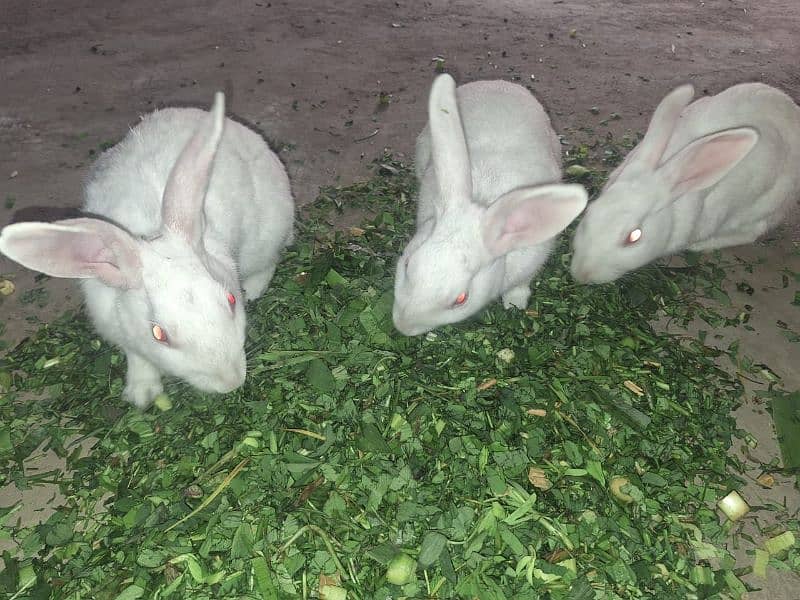 Rabbit k Chiks Age 2se 4 month k he 0
