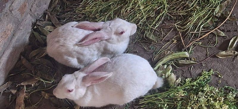 Rabbit k Chiks Age 2se 4 month k he 1