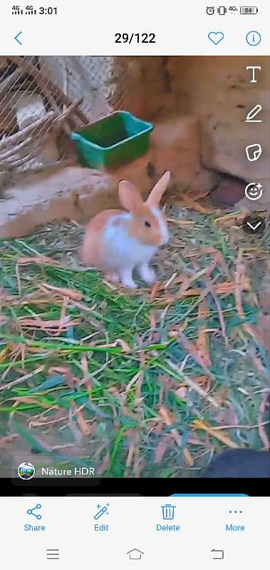 Rabbit k Chiks Age 2se 4 month k he 2