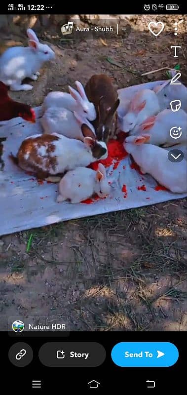 Rabbit k Chiks Age 2se 4 month k he 3