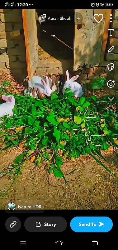Rabbit k Chiks Age 2se 4 month k he 4