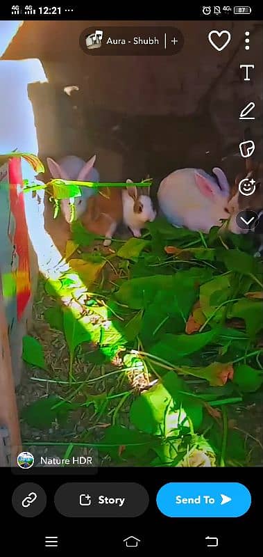 Rabbit k Chiks Age 2se 4 month k he 5