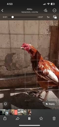 Hens for sale