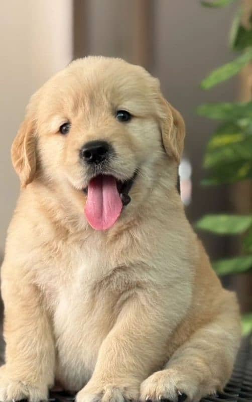 golden Retriver puppies for sale 0