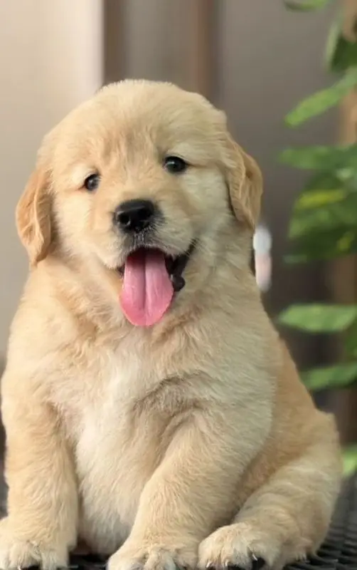 golden Retriver puppies for sale