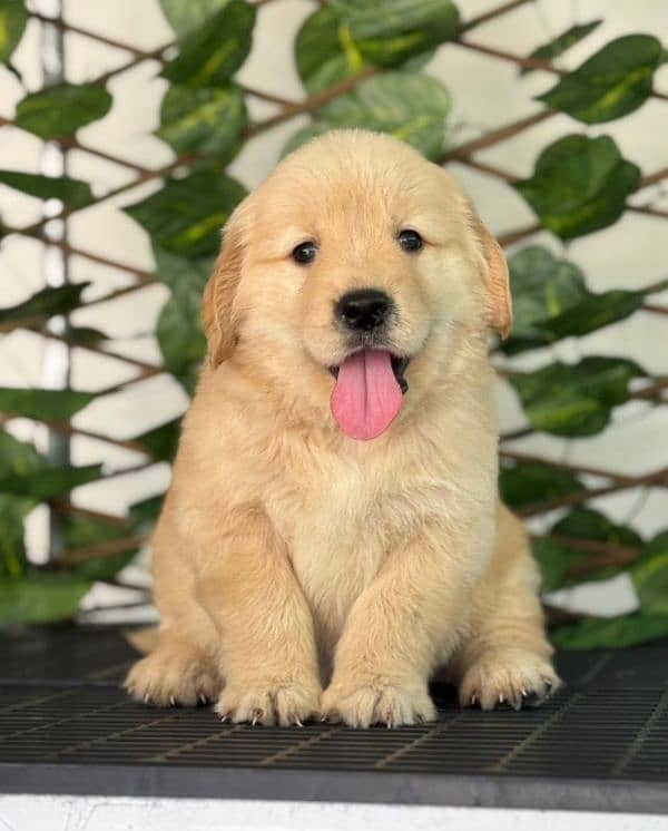 golden Retriver puppies for sale 1
