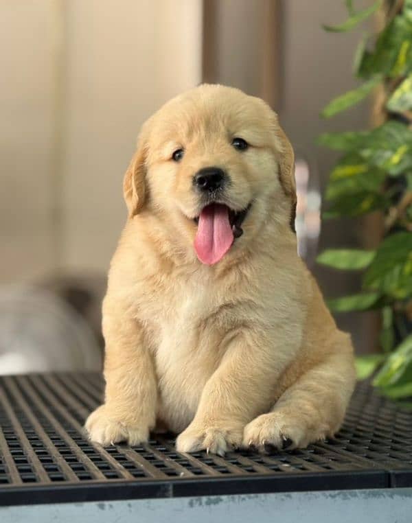golden Retriver puppies for sale 2