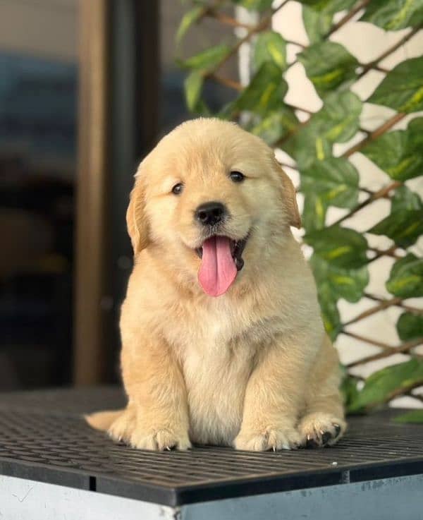 golden Retriver puppies for sale 3