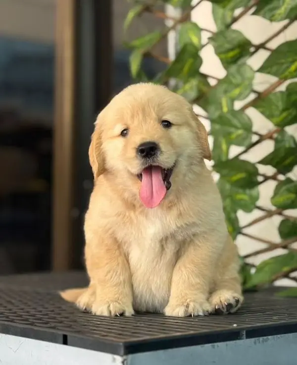 golden Retriver puppies for sale — photo 4