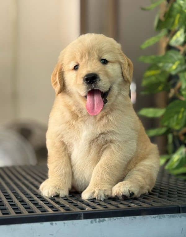 golden Retriver puppies for sale 4