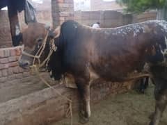 Bachra for sale