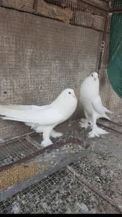 Gubara