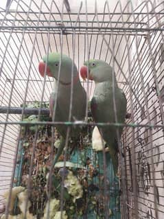 raw parrot pair handtame most beautiful parrot pair for sell